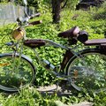 Karakurt407