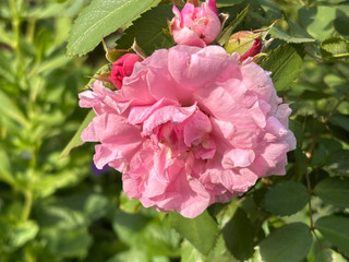 love nature sm