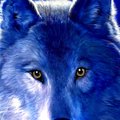Wolf-53