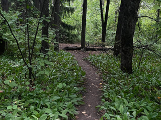 A walk in the forest