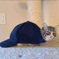 Fetalneko