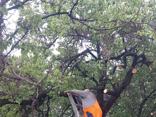 Tree pruning