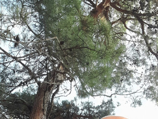 Among the pines
