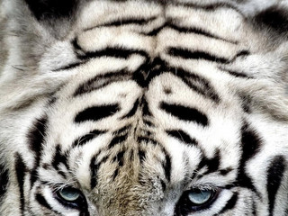 White tiger