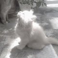 soul4vix
