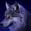 Oldlonelygreywolf