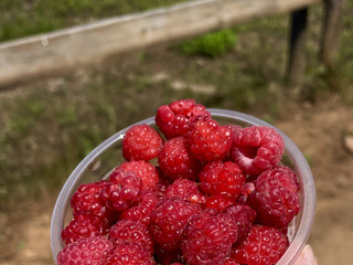Raspberry 🍓