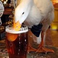 goose562