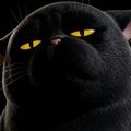 Fester-