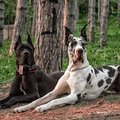 Doglicks