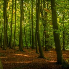 NatureHaven
