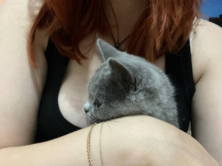 котик