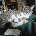 CATD11T