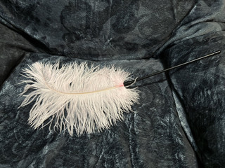 Ostrich feather