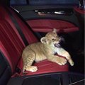 Leonid_on