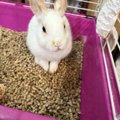 Obedient_Bunny