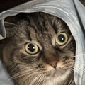 CotHot