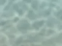 лапки)
