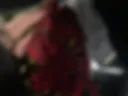 🐾🌹🐾🌹🐾🌹