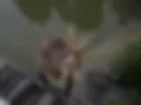 Mm