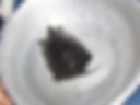 My first turtle RIP =(