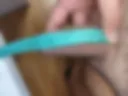 Член