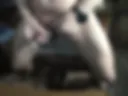Lots of cum