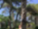 lil