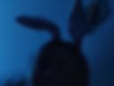 New Bunny
