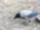 Crow