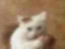 Marshmallow