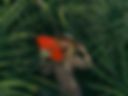 jungle