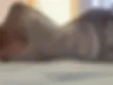 tits6