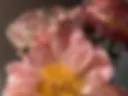 🌸 😽