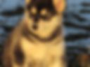 My husky