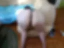 DOGGY