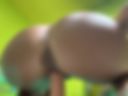 Big ass
