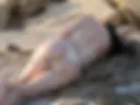 Butt