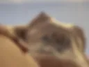 Pussy