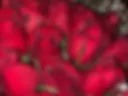 Flowers💋