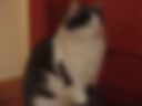 My cat