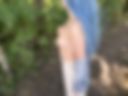 Forest Tits