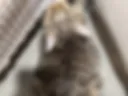 MY CAT