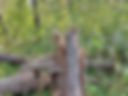 Walk in the forest