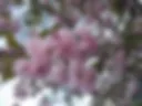 Spring :)