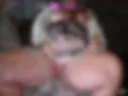 little pussy