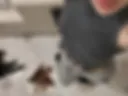 xvx