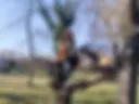 Ale