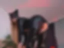 Doggy Me