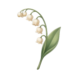 Момина солза